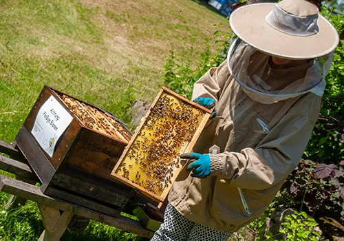Imkering kontrolliert Bienenkasten